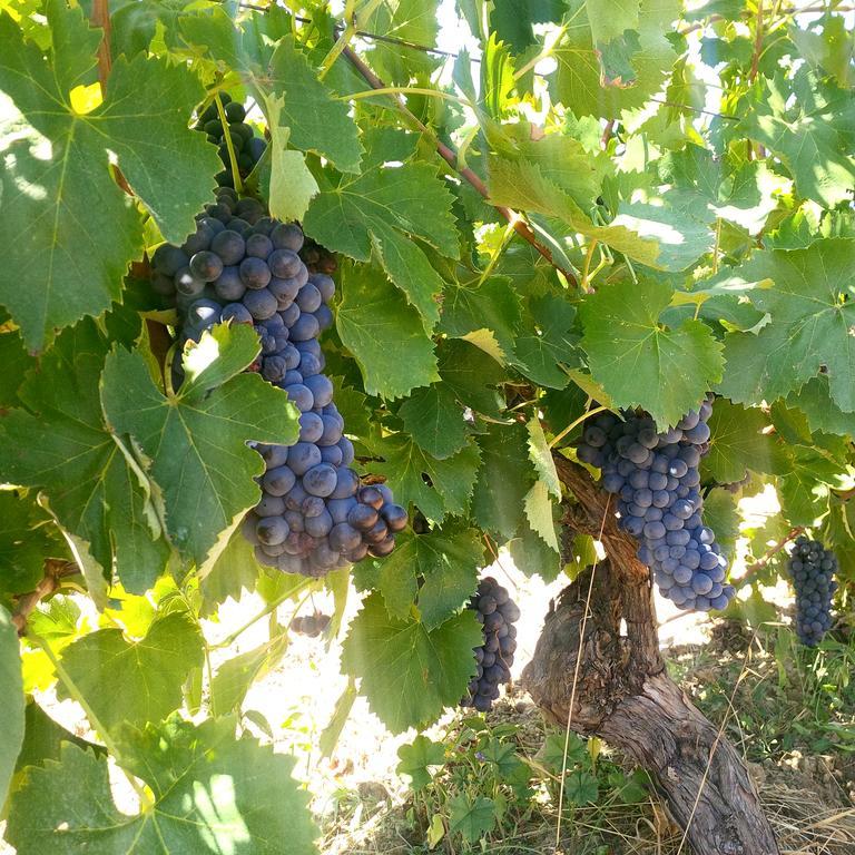 Agriturismo San Giusto Montiano  Eksteriør bilde