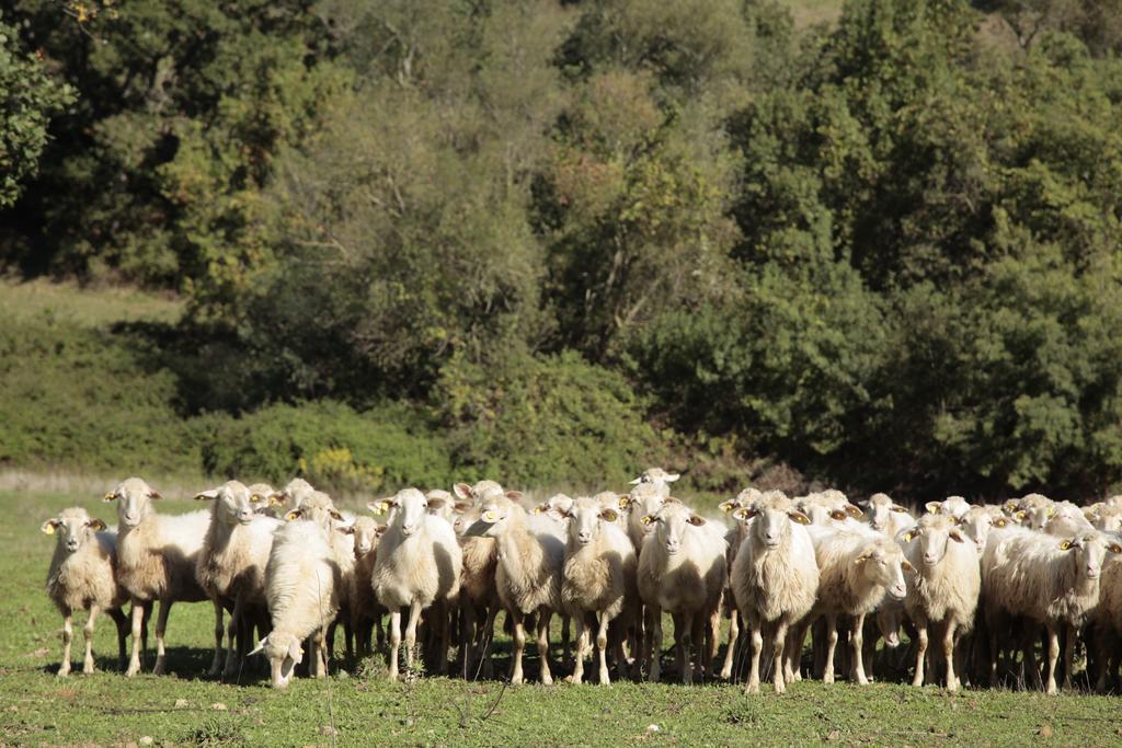 Agriturismo San Giusto Montiano  Eksteriør bilde